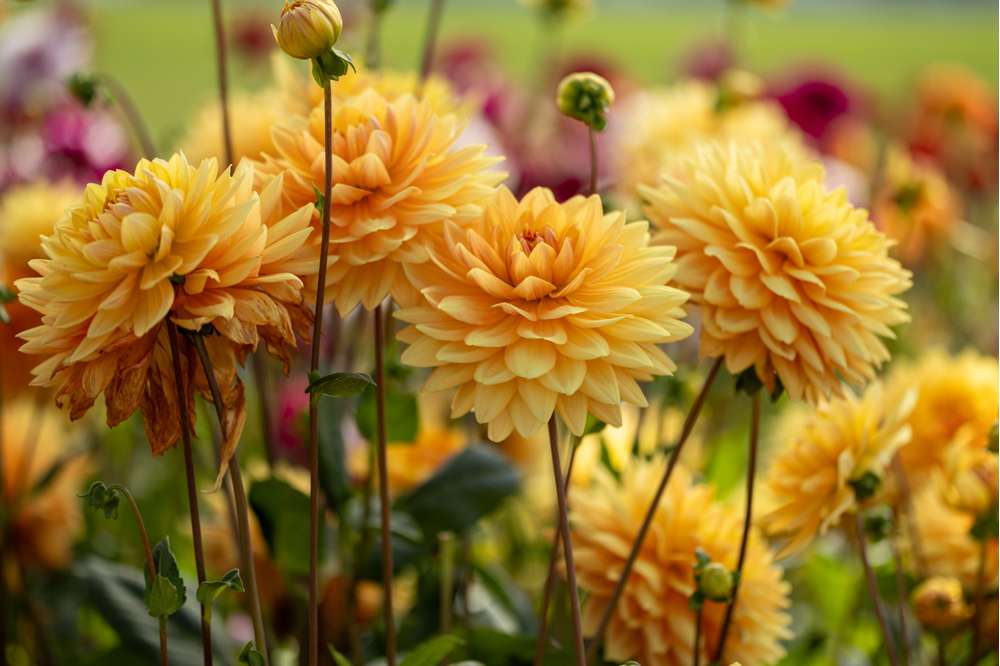 Dahlia 'Rancho'